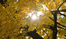 银杏视频,探寻千年古树的生命奥秘